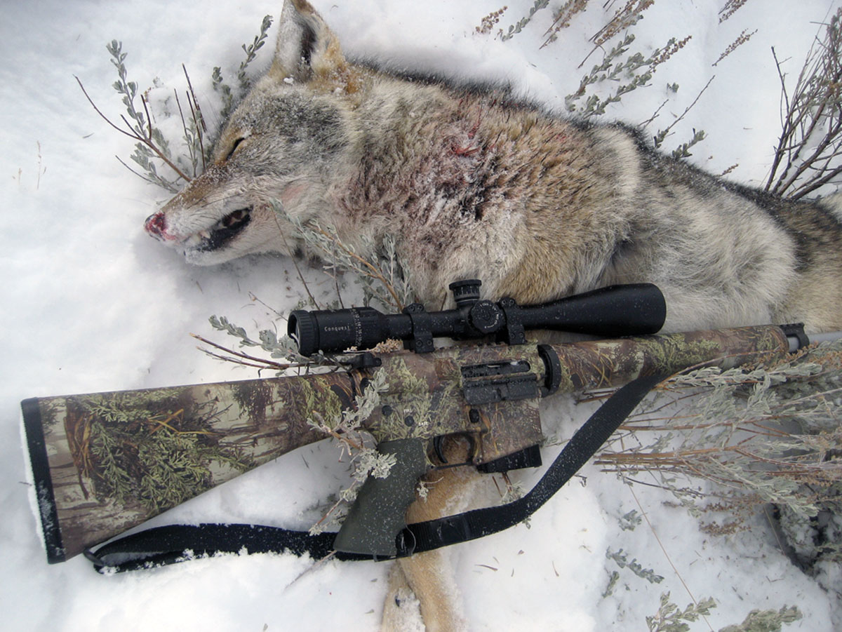 This big coyote was taken with one shot from a Smith & Wesson M&P15 PC autoloader. Although the rifle can provide 10 quick shots, only one is needed when a hunt goes according to plan.